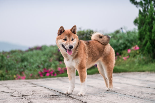 可爱的小柴犬图片下载