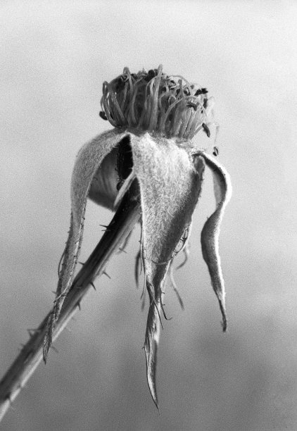 玫瑰#4图片下载