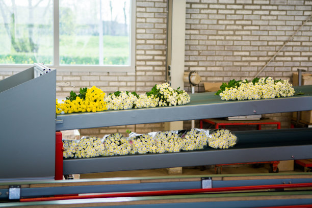 菊花生长在巨大的荷兰温室，为商店和拍卖的鲜花包装，2017年4月2日，荷兰，开放日温室图片下载