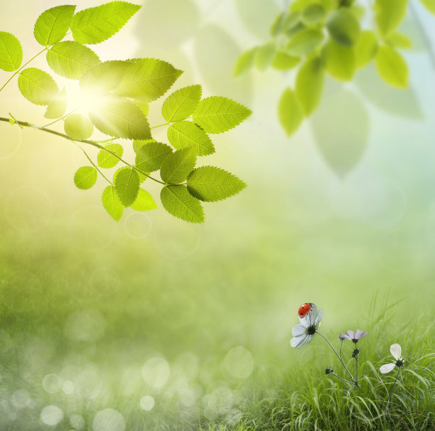 有花和瓢虫图片下载