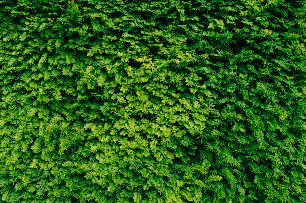 自然剪绿灌木篱笆特写纹理图片下载