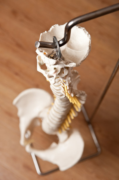 人类的脊椎图片下载