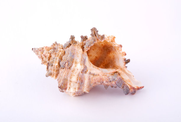 白色背景上的海贝图片下载