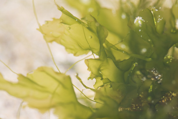 海草的叶子上有泡沫，特写镜头，在水下拍摄素材图片