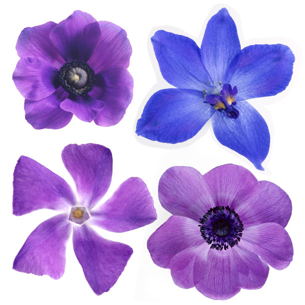 紫罗兰和蓝色的花朵图片下载