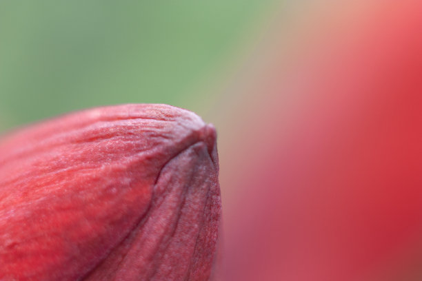 美丽的玫瑰特写图片下载