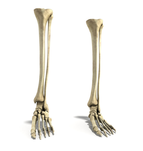 医疗精确3d渲染插图的脚骨图片下载
