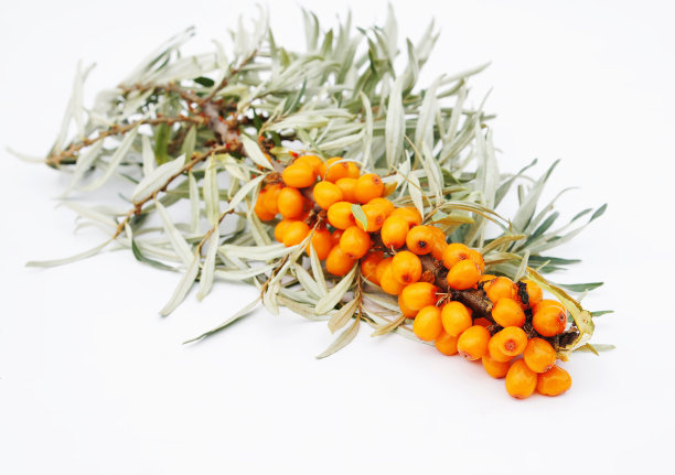 沙棘浆果的树枝图片下载