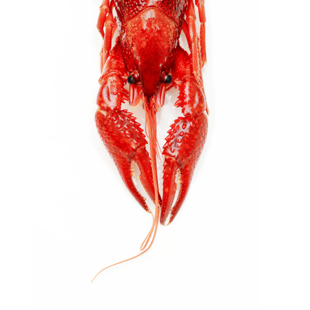 红色小龙虾龙虾对虾孤立在白色背景图片下载