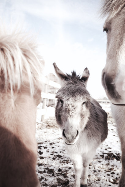 阿米马尔的世界图片下载