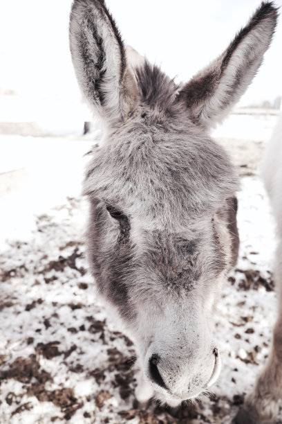 阿米马尔的世界图片下载