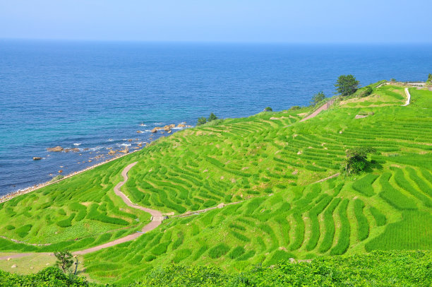 1000块稻田图片下载