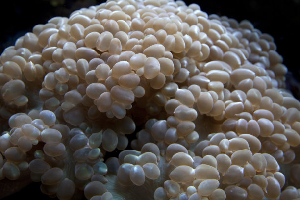 鸡蛋底栖生物图片下载