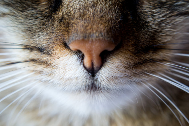 虎斑猫的嘴图片下载