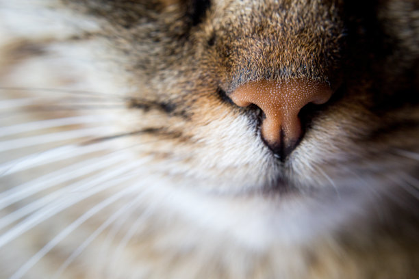 虎斑猫的鼻子图片下载