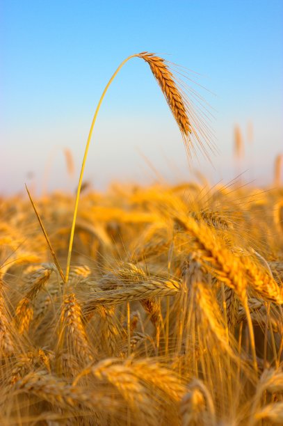 田里的庄稼图片下载
