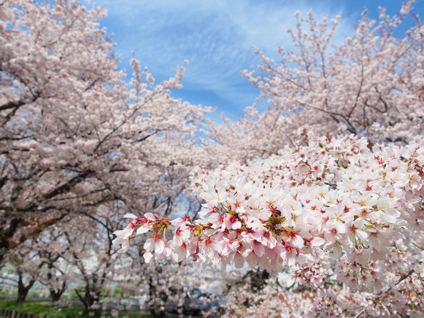 日本樱花或樱花。图片下载