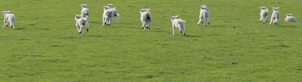 新生羊羔向山丘走去图片下载