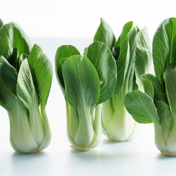 新鲜小白菜，亚洲卷心菜图片下载