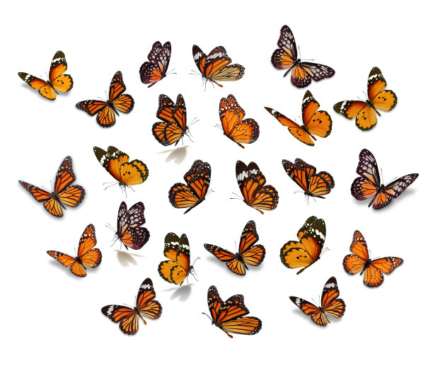 大蝴蝶图片下载