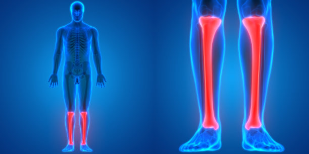 人体骨骼关节疼痛解剖学(胫骨)图片下载