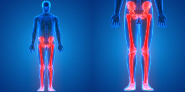 人体骨骼关节疼痛解剖学(下肢)图片下载