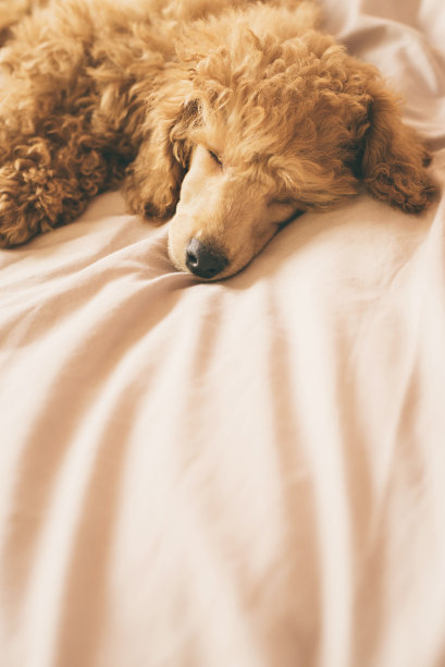 狮子狗正躺在床上睡觉，在午睡。图片下载