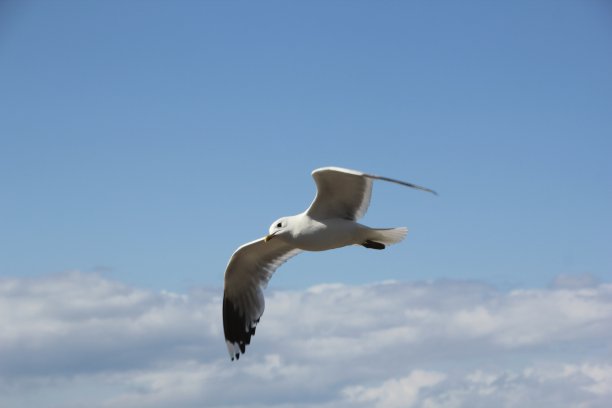 赛古尔飞行图片下载