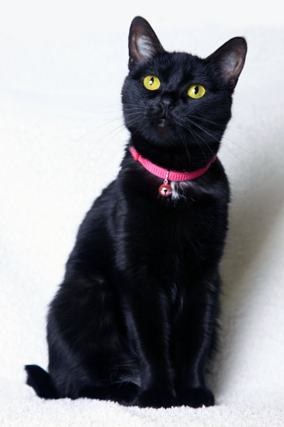 黑色的猫图片下载