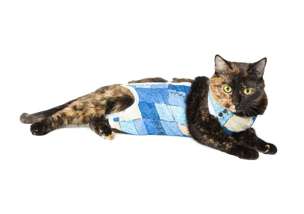 猫经手术消毒后呈龟甲色图片下载