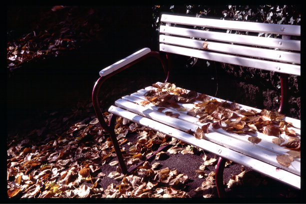 秋天吹树图片下载