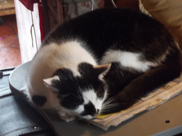 打瞌睡的猫图片下载