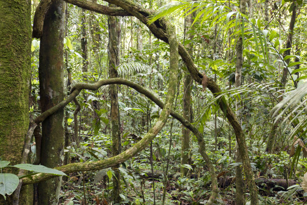 兰林利亚纳斯图片下载