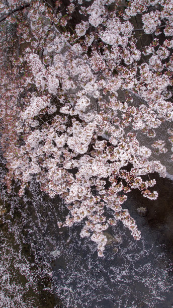 春天的樱花图片下载