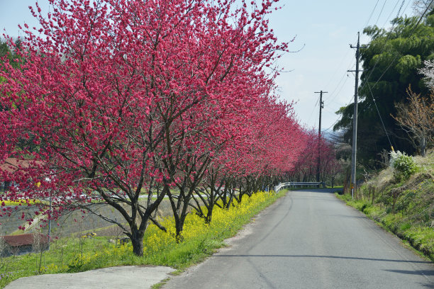 日本岛根县尾道市桃花节素材图片
