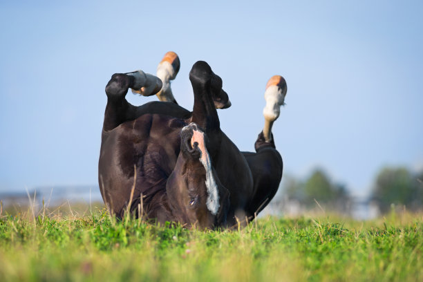 黑马躺在田野里。图片下载