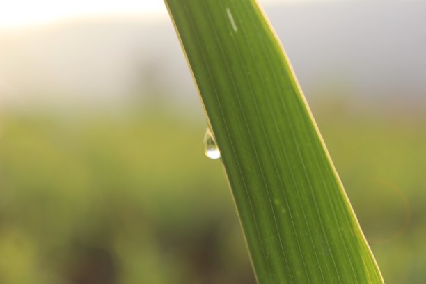 滴在叶子图片下载