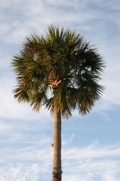 棕榈树1图片下载