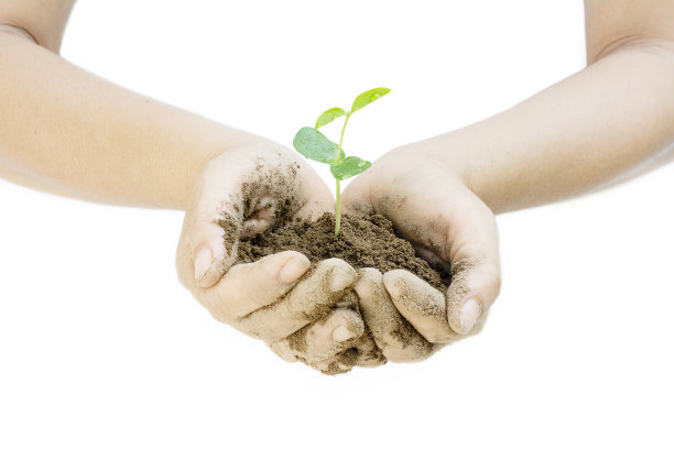 植物与土壤生长在妇女的手在白色的背景图片下载