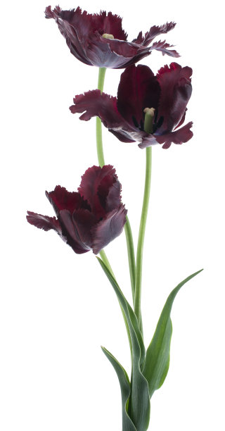 郁金香图片下载