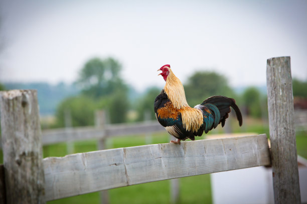 啼叫公鸡图片下载