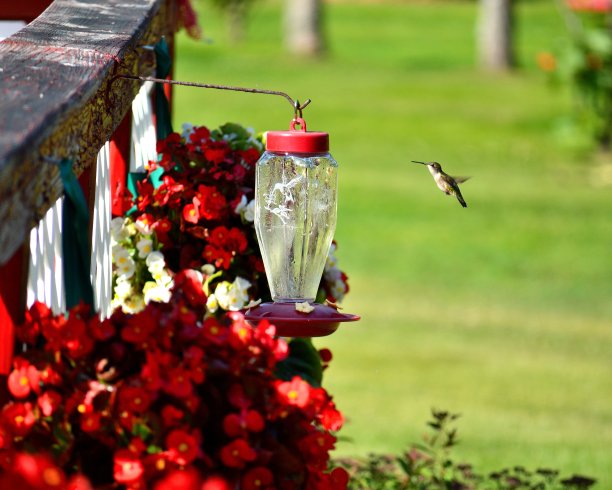 飞行中的雌性红喉蜂鸟图片下载