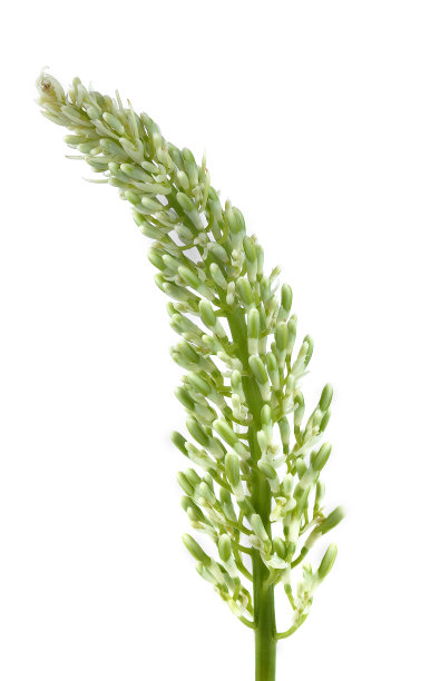 高良姜花是植物概念的一部分。“良姜成分”图片下载