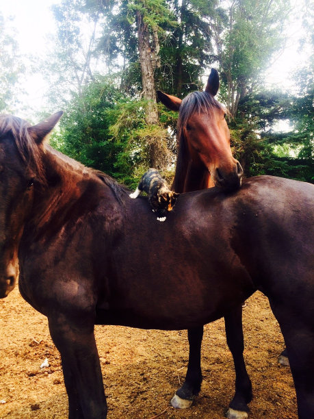 马和猫嬉戏图片下载