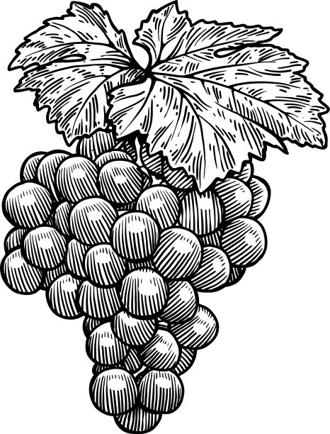 葡萄插画、绘画、雕刻、水墨、线条艺术、矢量图片下载