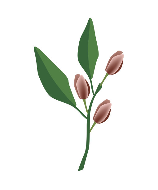 葡萄酒玉兰花或玉兰菲戈花图片下载