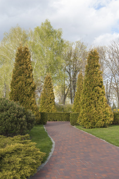 景观设计，植物和树木。雪松树图片下载