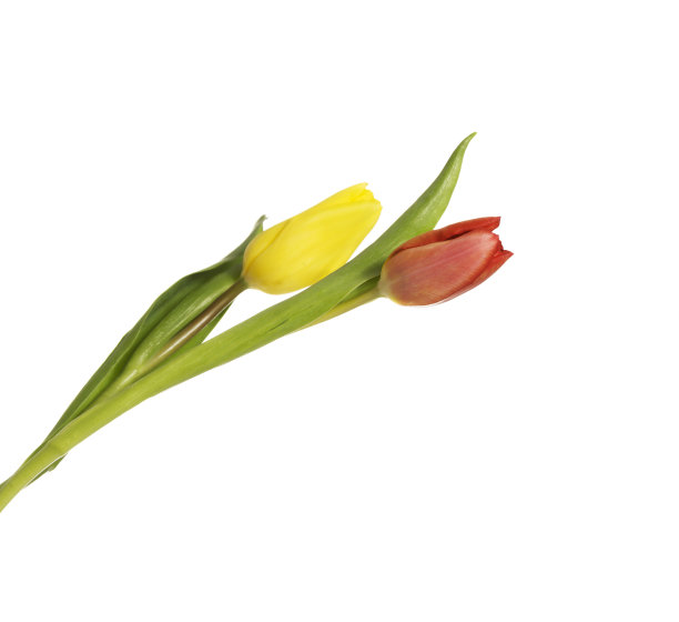 新鲜的郁金香花。图片下载