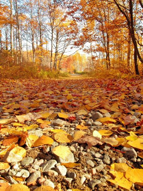 美丽的秋天图片下载