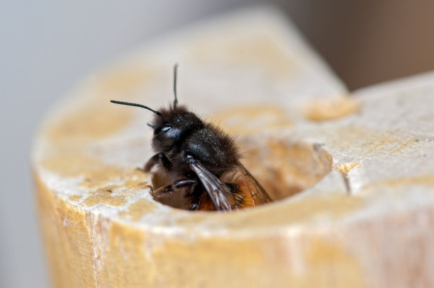 熊蜂(黄尾大黄蜂)-翁布里亚，意大利图片下载